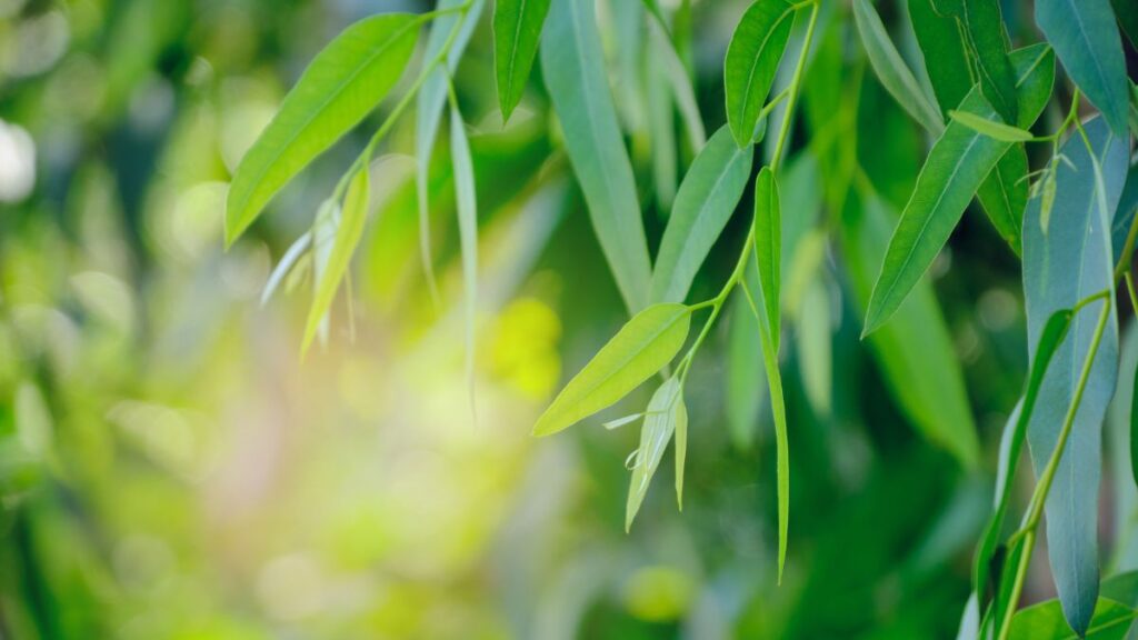 ユーカリの木の枝と葉が自然の中に広がる風景